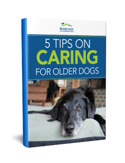 5 Tips on Caring for Older Dogs