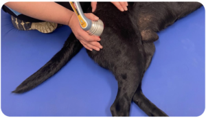 K-laser therapy for dogs, butterwick animal rehab clinic,