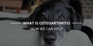 what is osteoarthritis