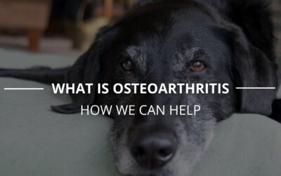Dogs with Arthritis – What we can do to help!