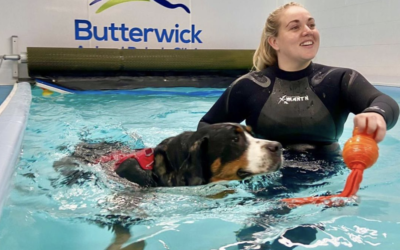 Canine Hydrotherapy and Veterinary Physiotherapy
