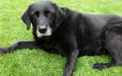 How to prevent cruciate ligament injury in dogs