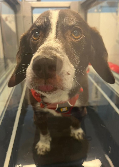 Hartlepool dog on a treadmill