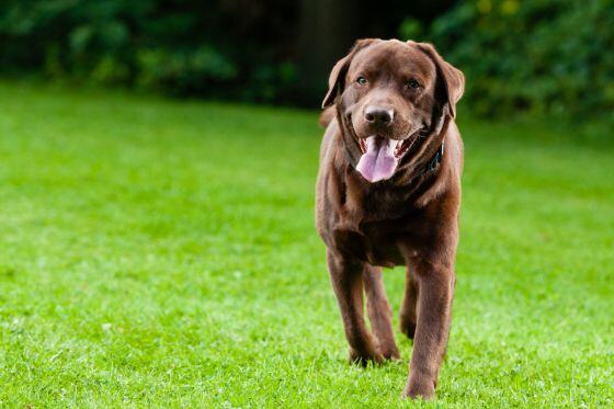 How To Get CCL Pain Relief For Dogs So They Can Stay Active!