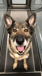 German shepherd in aquatic treadmill at Butterwick animal rehab clinic