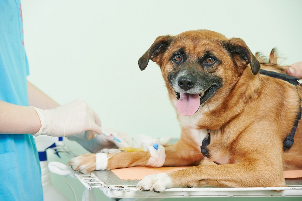 butterwick animal rehab clinic